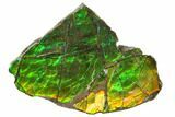 Iridescent Ammolite (Fossil Ammonite Shell) - Alberta, Canada #147250-1